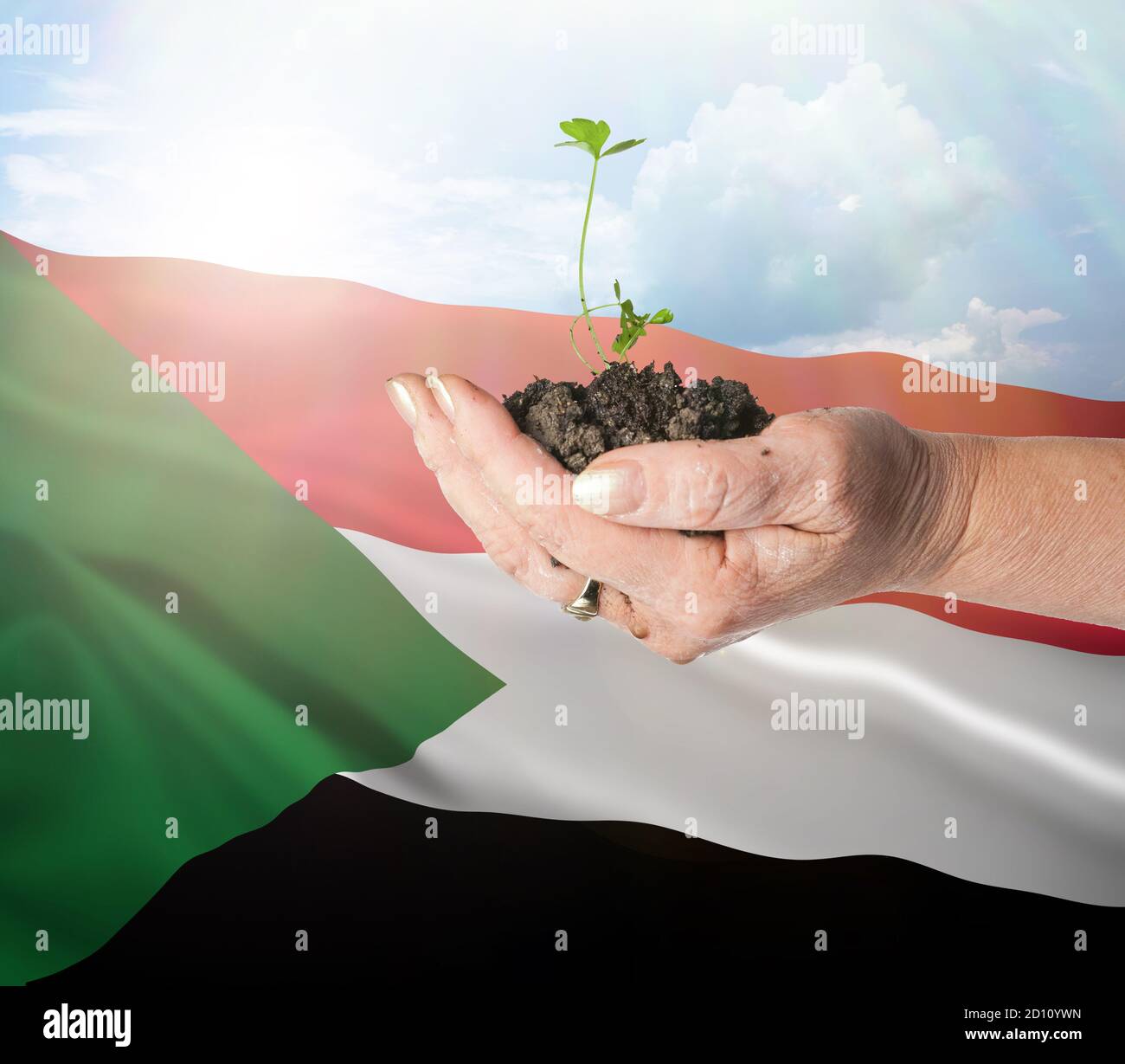 Sudan growth and new beginning. Green renewable energy and ecology concept. Hand holding young plant. Stock Photo