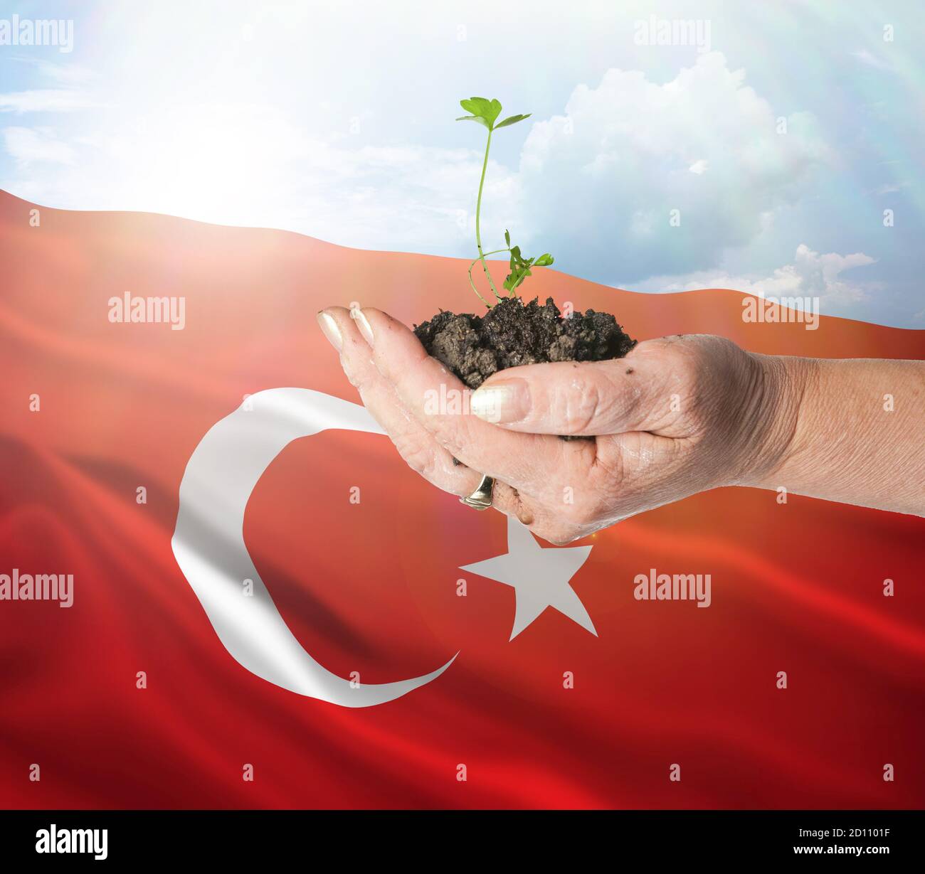 Turkey growth and new beginning. Green renewable energy and ecology concept. Hand holding young plant. Stock Photo