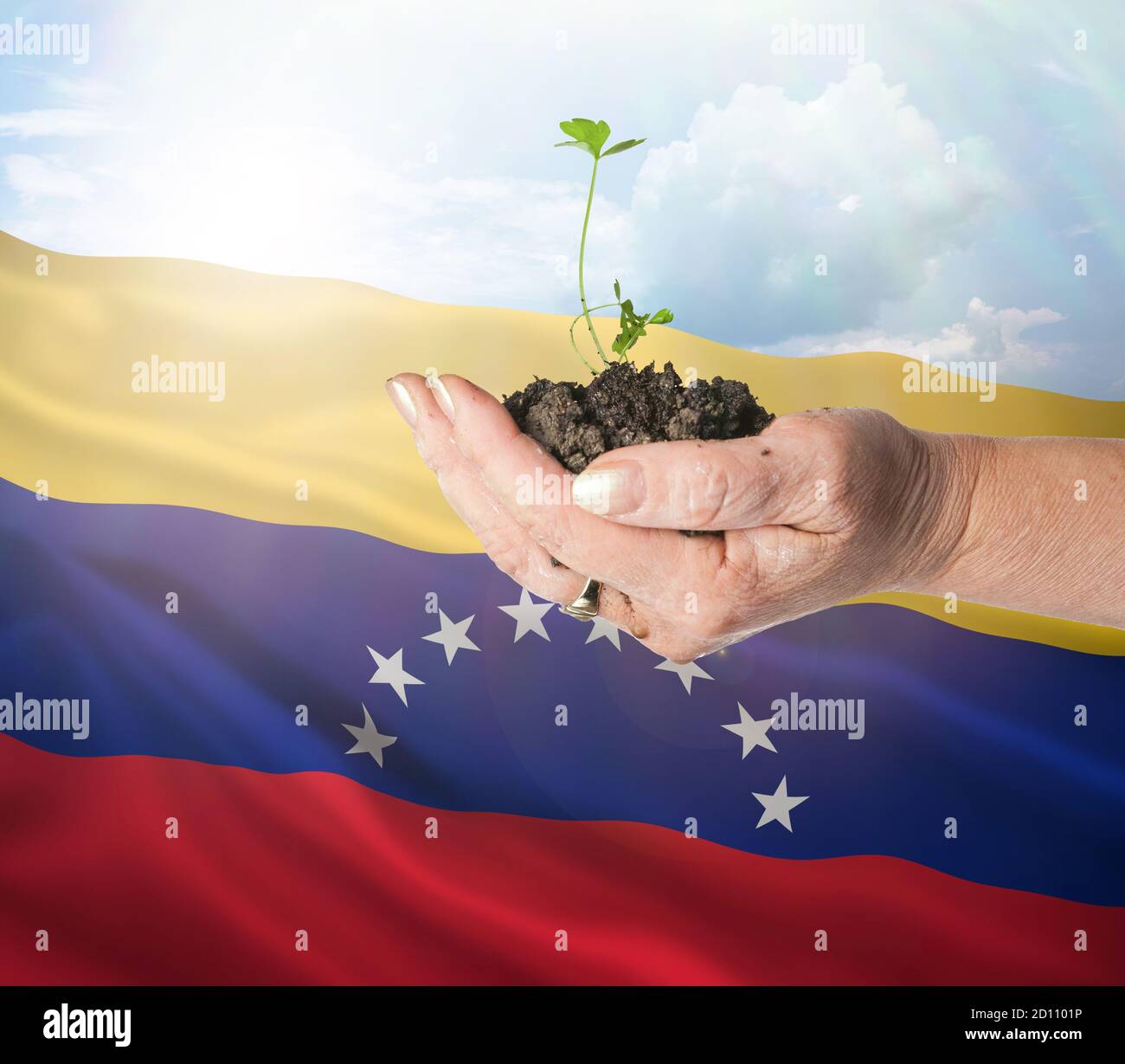 Venezuela growth and new beginning. Green renewable energy and ecology concept. Hand holding young plant. Stock Photo