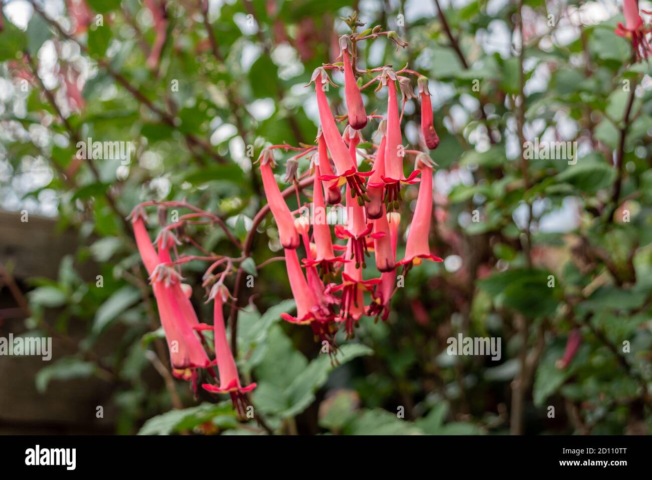 Pale pinkish red tubular drooping flowers of a Cape Fushia, Phygelius capensis, bush Stock Photo