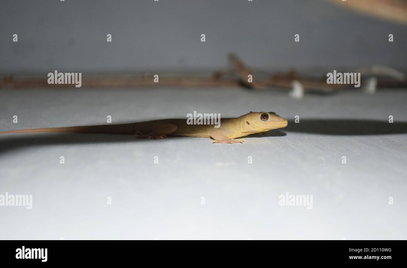 Common house lizard hires stock photography and images Alamy