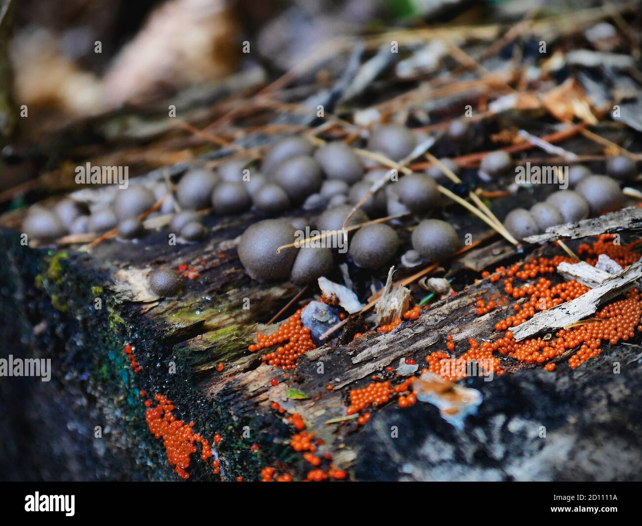 Young fruitbodies of the Hemitrichia genus, a slime mold, sharing a log with Lycogala epidendrum. Neither are considered fungi. Quebec, Canada. Stock Photo