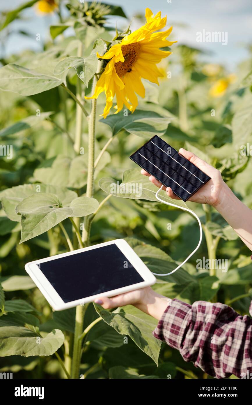 Hands of young female farmer holding digital tablet plugged to solar battery Stock Photo