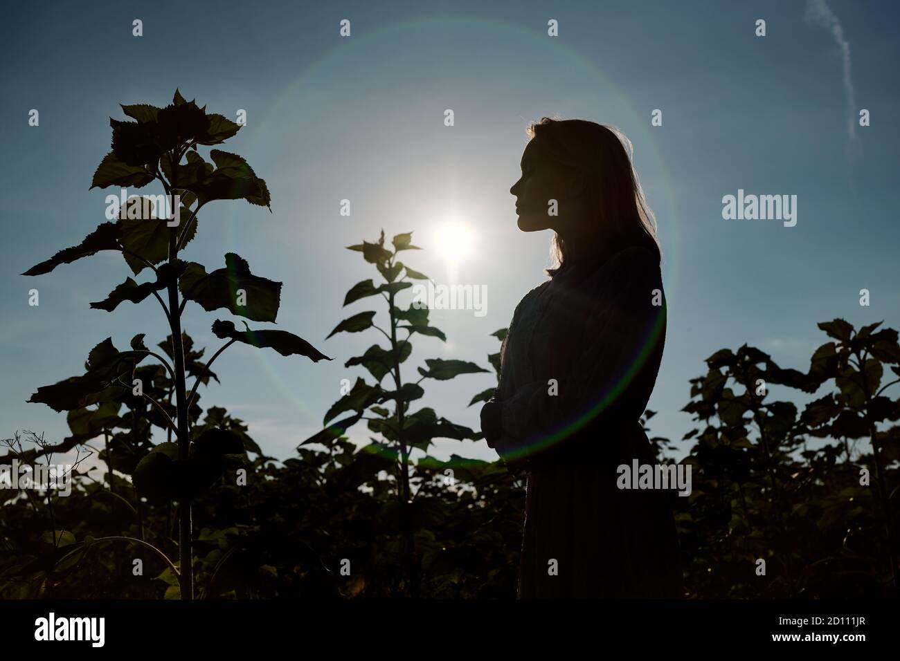 Side view silhouette of young woman standing in front of camera among sunflowers Stock Photo