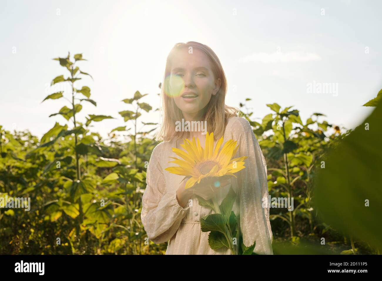 Cheerful young blond woman in white dress standing by one of large sunflowers Stock Photo