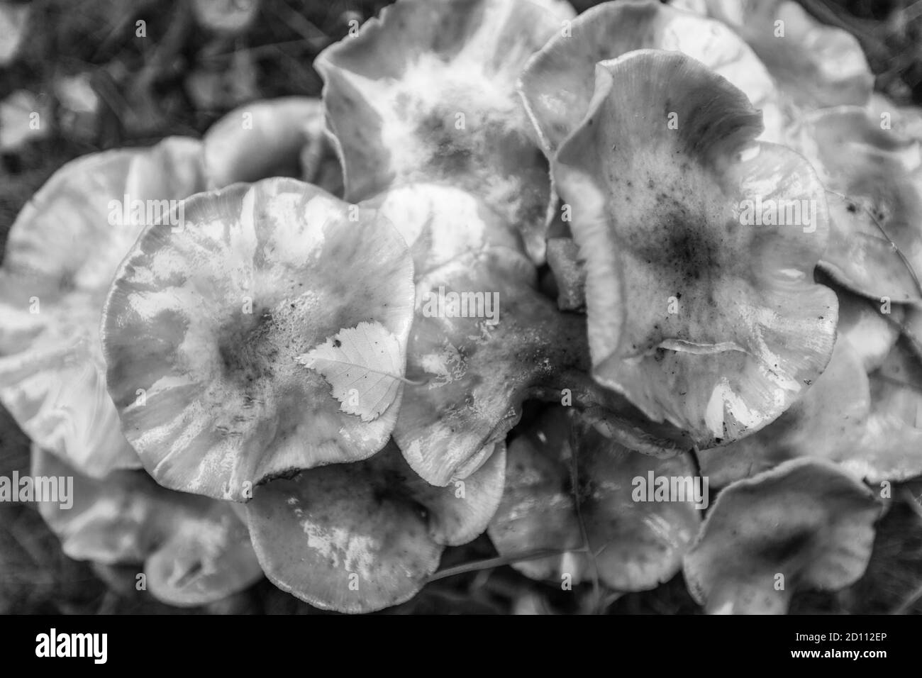 Macro Of Abstract Wild Mushrooms in black and white. Stock Photo