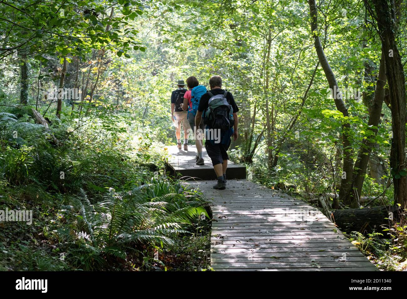 Coast to Coast walkers walking on raised wooden walkway in Little Beck Wood Nature Reserve, Littlebeck, North Yorkshire, England, UK Stock Photo