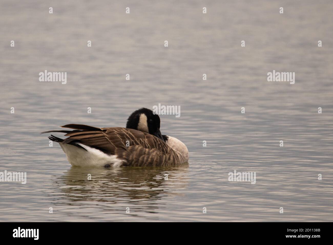Canada goose bird feather hi res stock photography and images Alamy