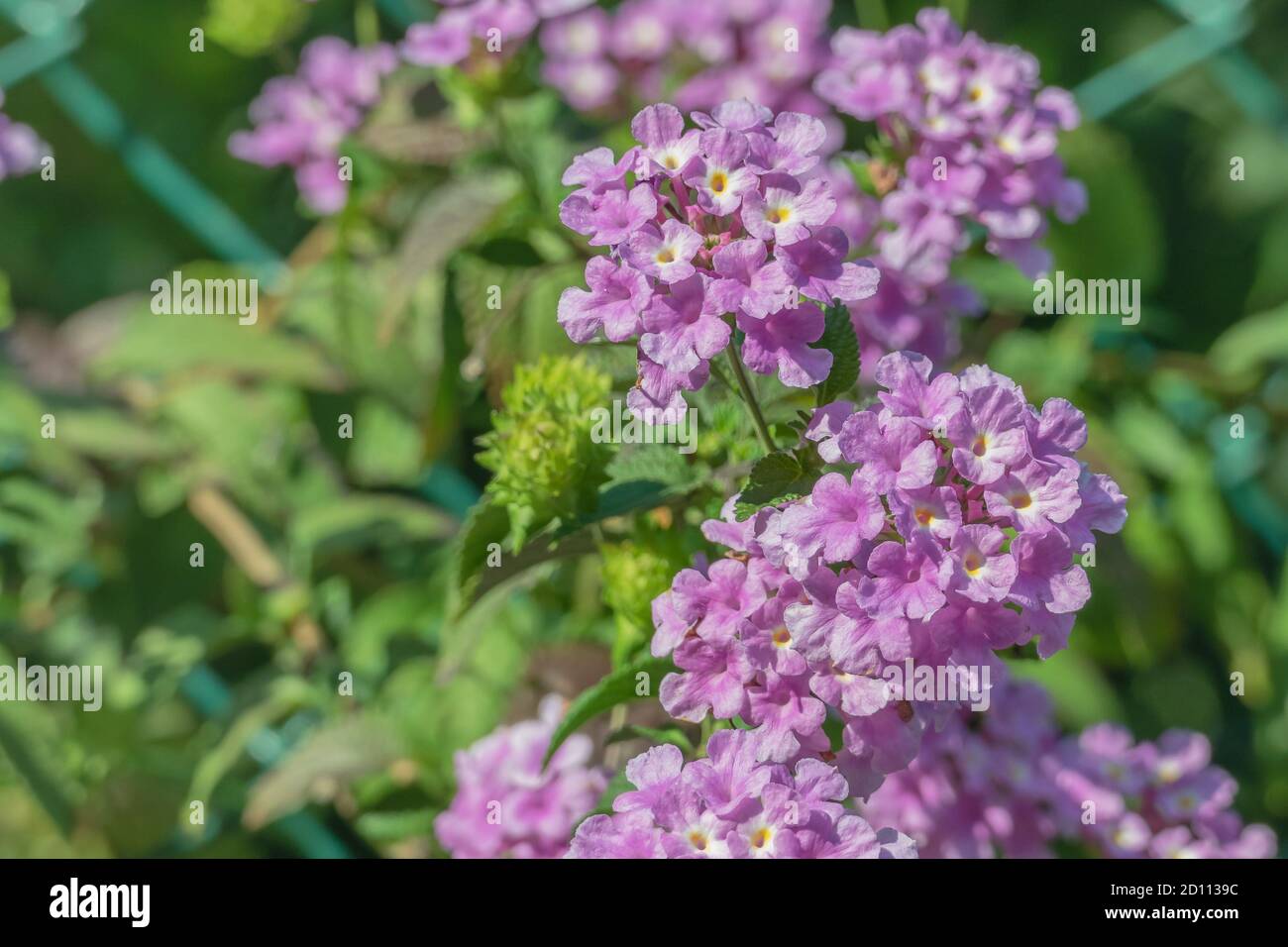 pink flowers of lantana camara plant outdoors and sunlight close up view Stock Photo
