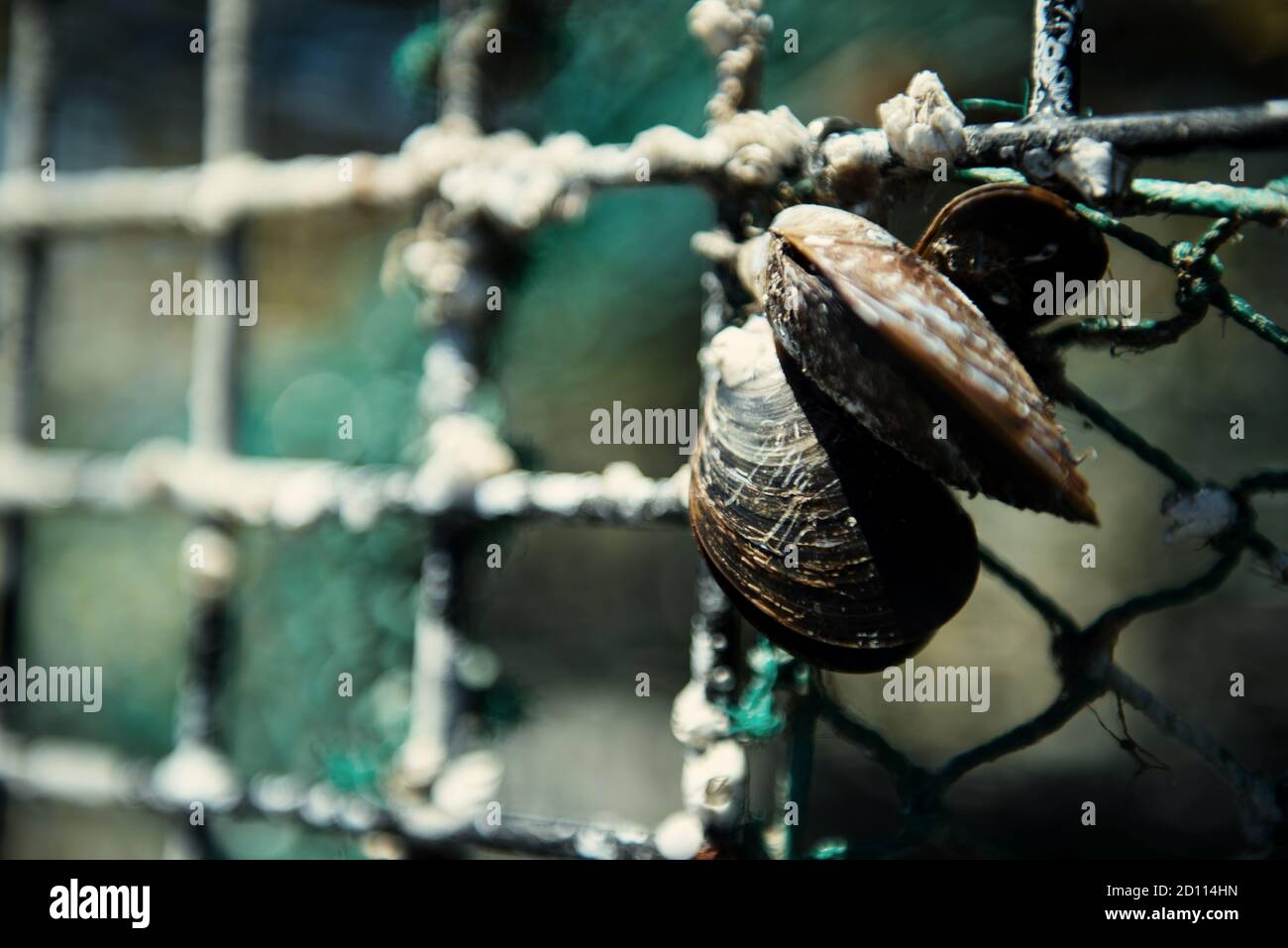 Sea shells on the lobster cage Stock Photo - Alamy
