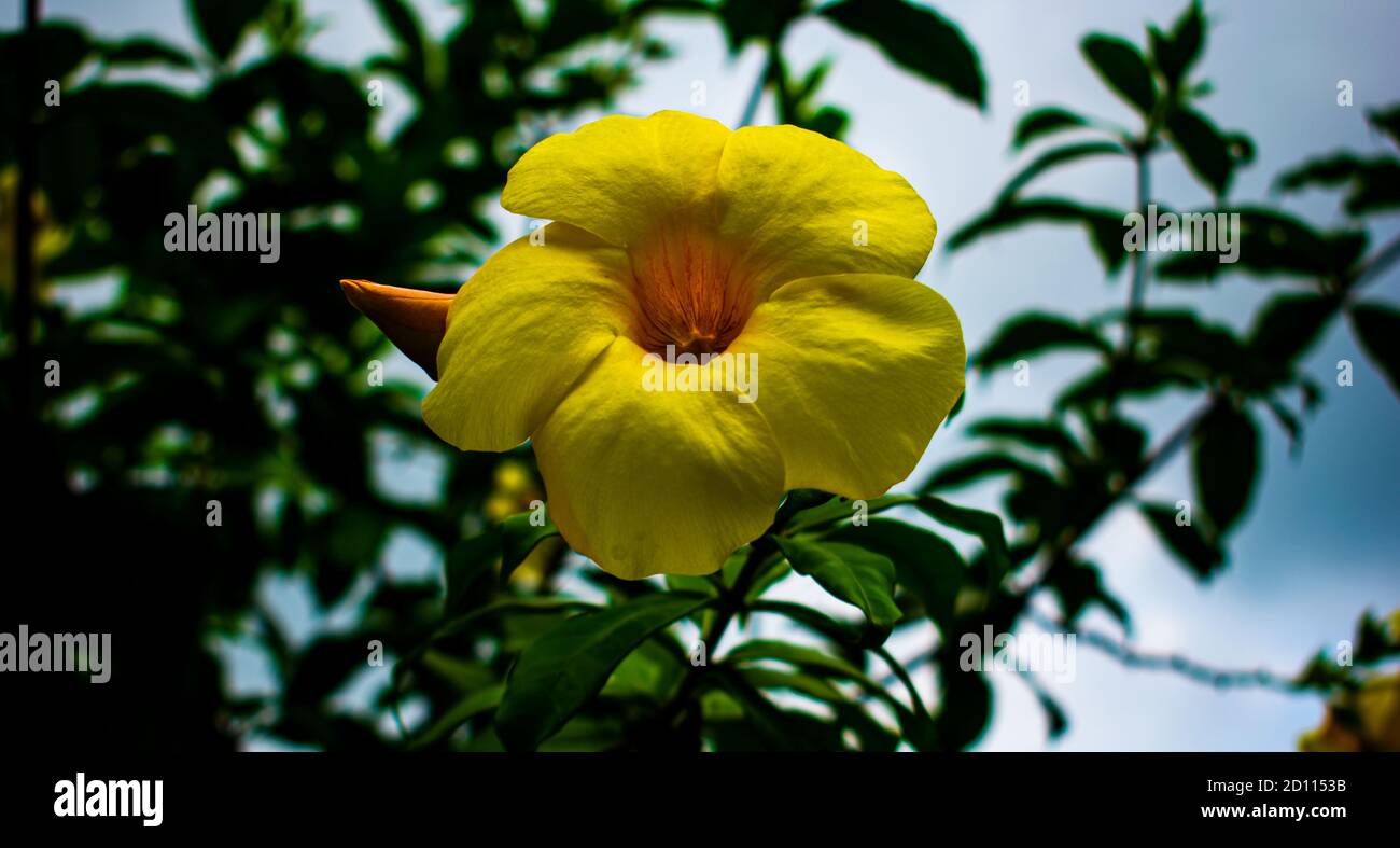 Beautiful DAMIANA yellow flower in a garden Stock Photo