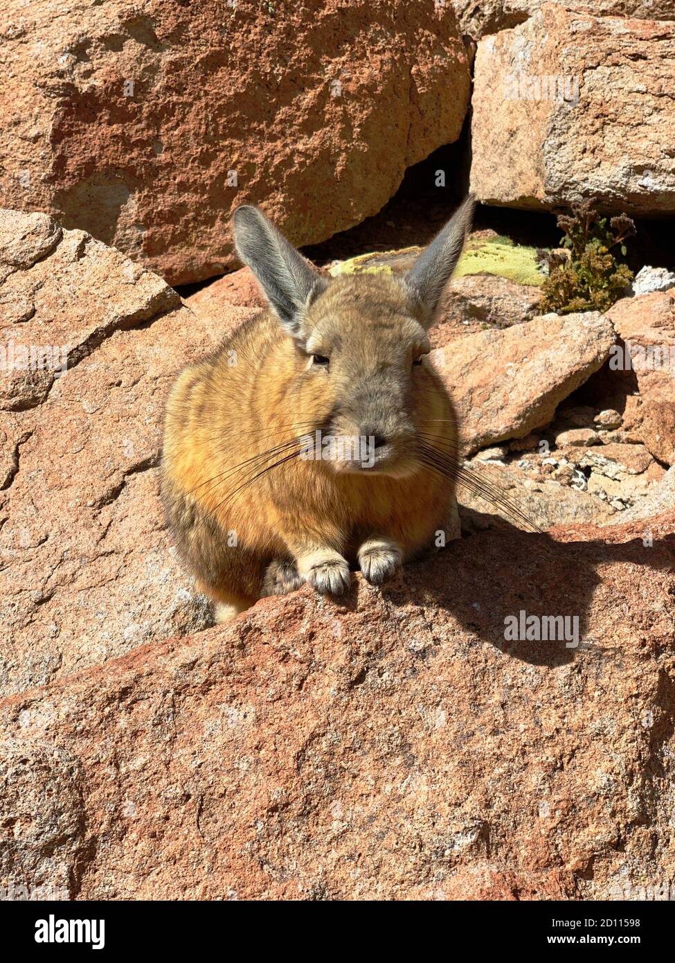 Southern Viscacha (Lagidium viscacia) is adorable rodent family Chinchillidae lives in Bolivia, Chile, Peru. Andean wild animal vizcacha. Stock Photo