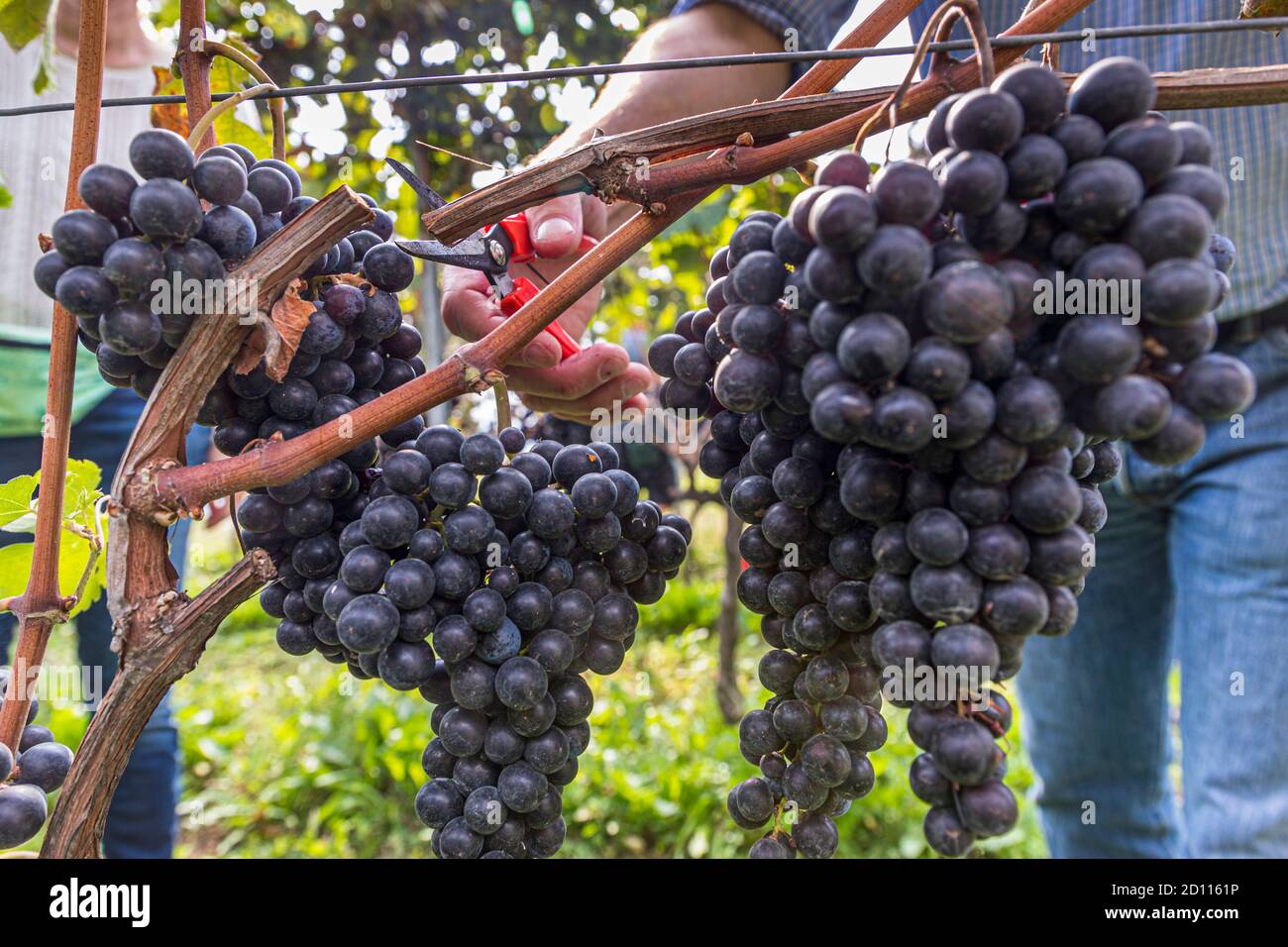 Grape harvest in Ticino, Circolo di Balerna, Switzerland Stock Photo