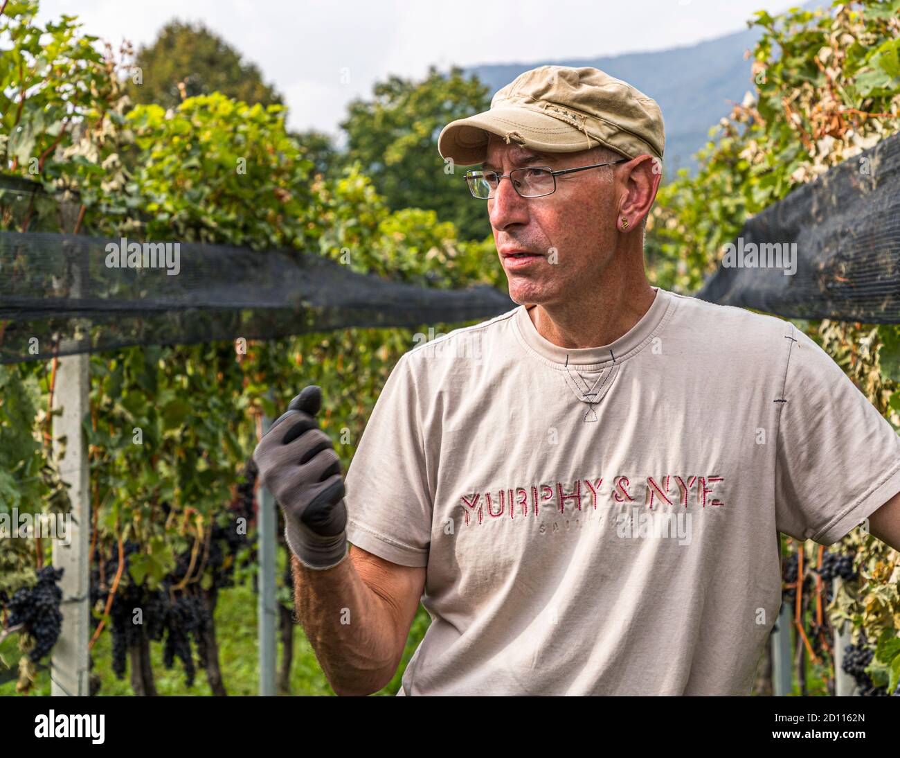 Grape harvest in Ticino, Circolo di Balerna, Switzerland Stock Photo