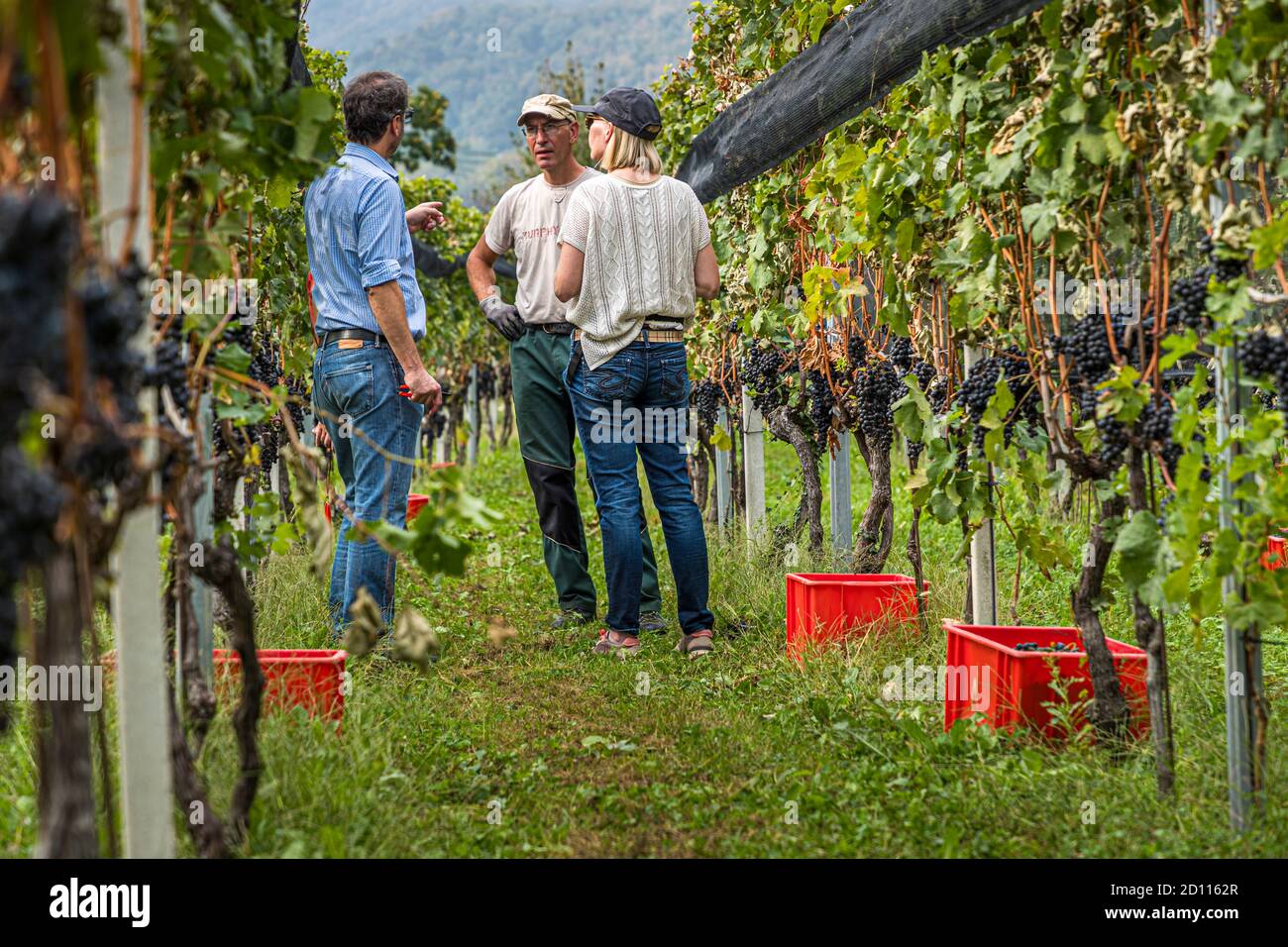 Grape harvest in Ticino, Circolo di Balerna, Switzerland Stock Photo