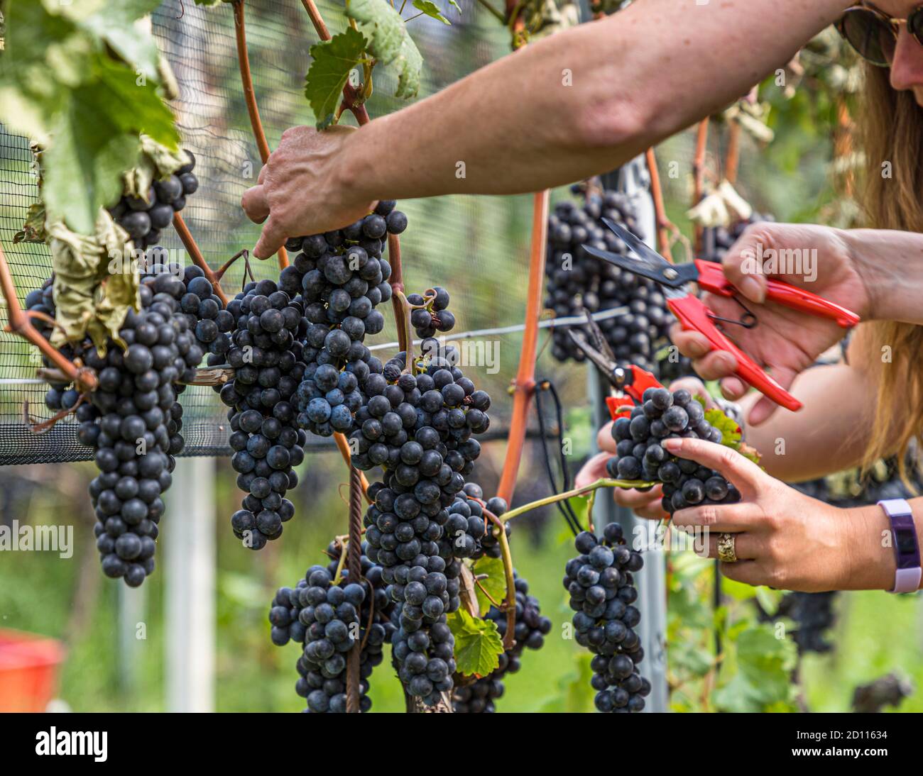 Grape harvest in Ticino, Circolo di Balerna, Switzerland Stock Photo