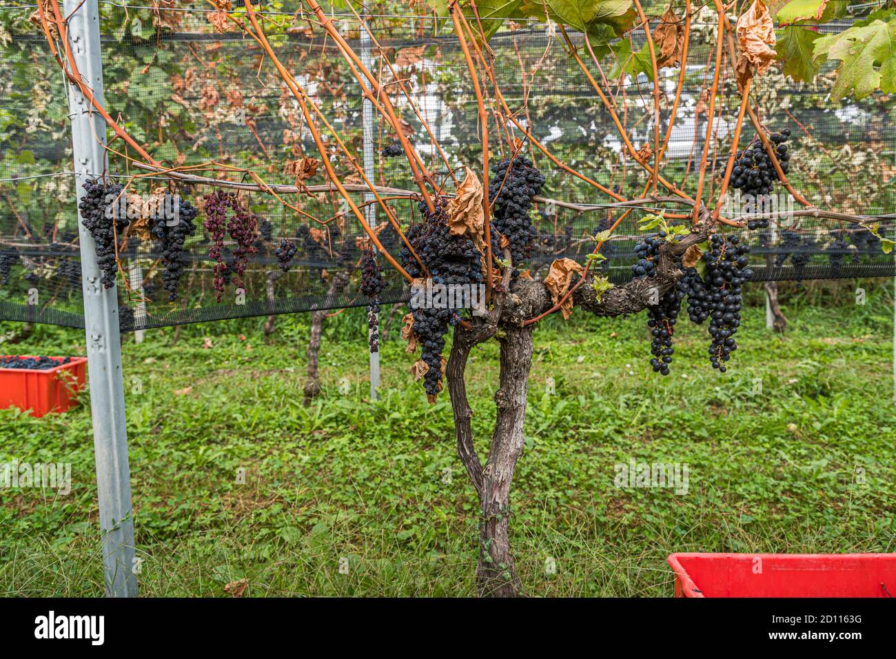 Grape harvest in Ticino, Circolo di Balerna, Switzerland Stock Photo