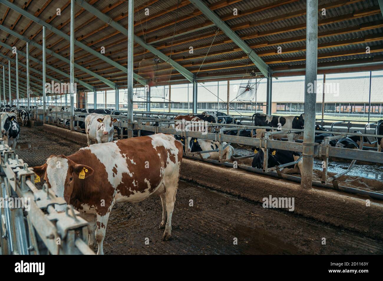 Cows eat hay on dairy farm in cowshed, industrial milk production Stock ...
