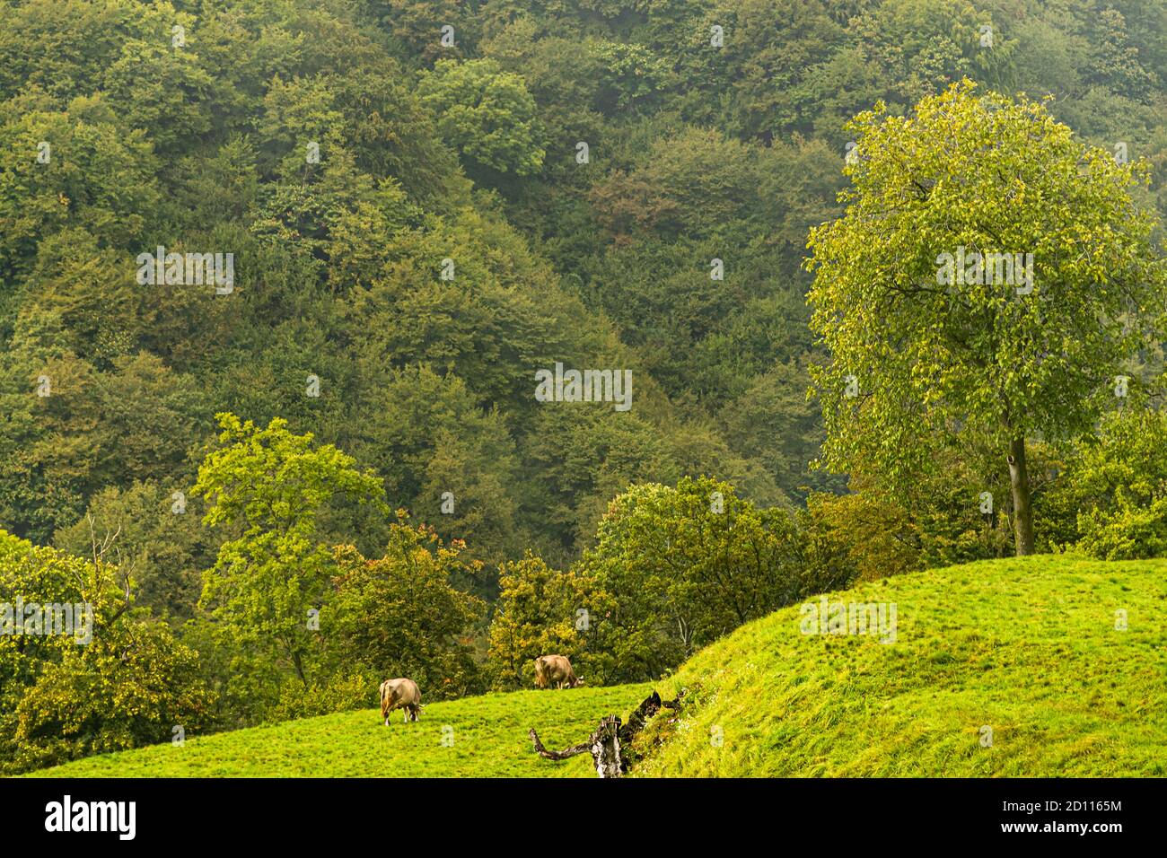 Impressions in the Ticino Muggio Valley, Breggia, Switzerland Stock Photo