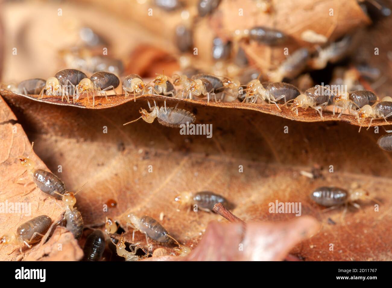 Termites on leave macrophotography animal Stock Photo