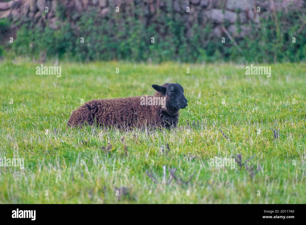 One sheep in field in wales hi-res stock photography and images - Alamy