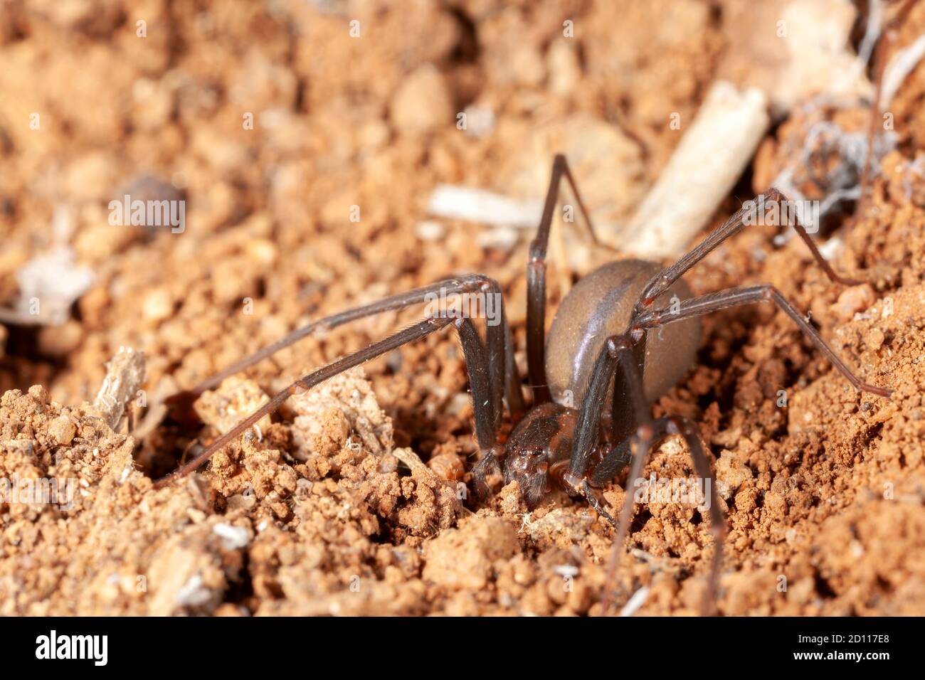 Brown recluse spiders hires stock photography and images Alamy