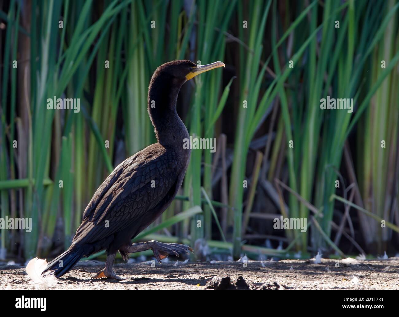 Double-crested Cormorant (Phalacrocorax auritus) standing on the shore of the creek, photographed at Lynde Creek in Whitby, Ontario, Canada Stock Photo