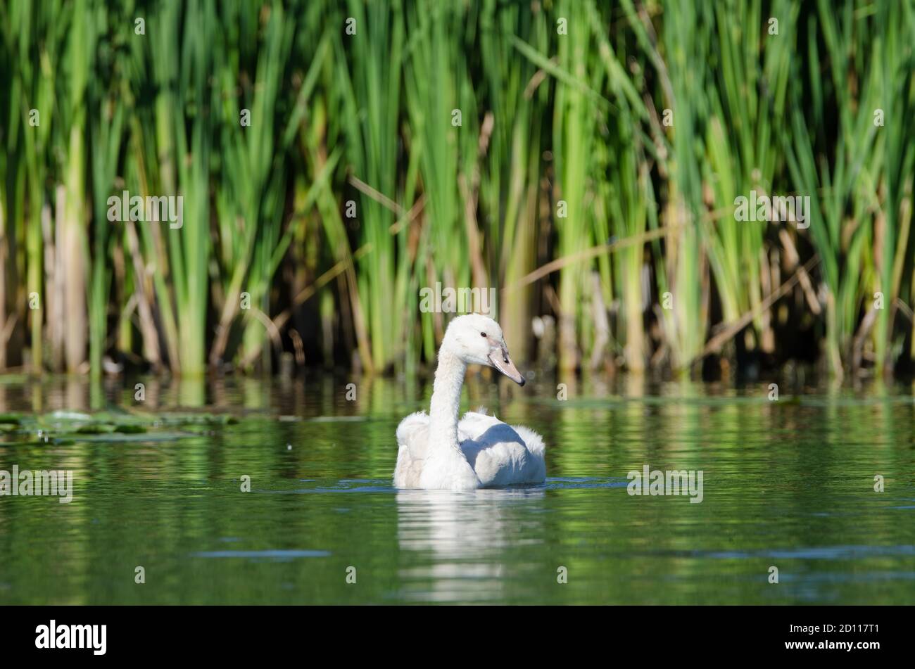 A juvenile Mute Swan (Cygnus olor). The Mute Swan is native to the Eurosiberian region, and migrates south as far as the far north of Africa. This spe Stock Photo