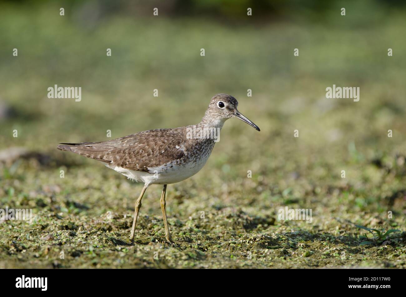 Solitary Sandpiper (Tringa solitaria) looking for food among the vegetation of a shallow marsh Stock Photo