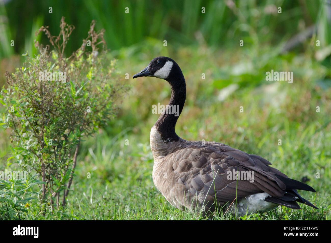 Canada Goose (Branta canadensis) is native to arctic and temperate regions of North America, and is a common sight in parks in Canada and the USA, hav Stock Photo
