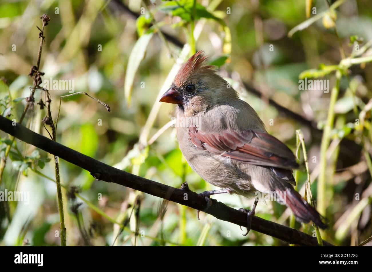 A female Northern Cardinal (Cardinalis cardinalis) This mid-sized songbird is commonly found in woodlands and gardens in eastern North America. Stock Photo