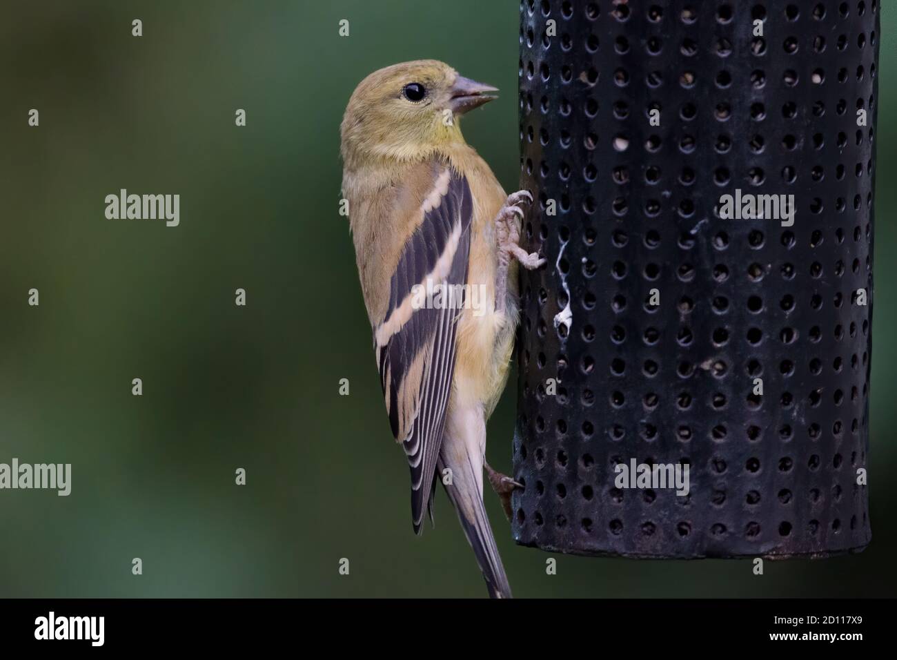 American goldfinch (Spinus tristis) is a granivore, and often found in residental areas, attracted by bird feeders. They have benefitted from human pr Stock Photo