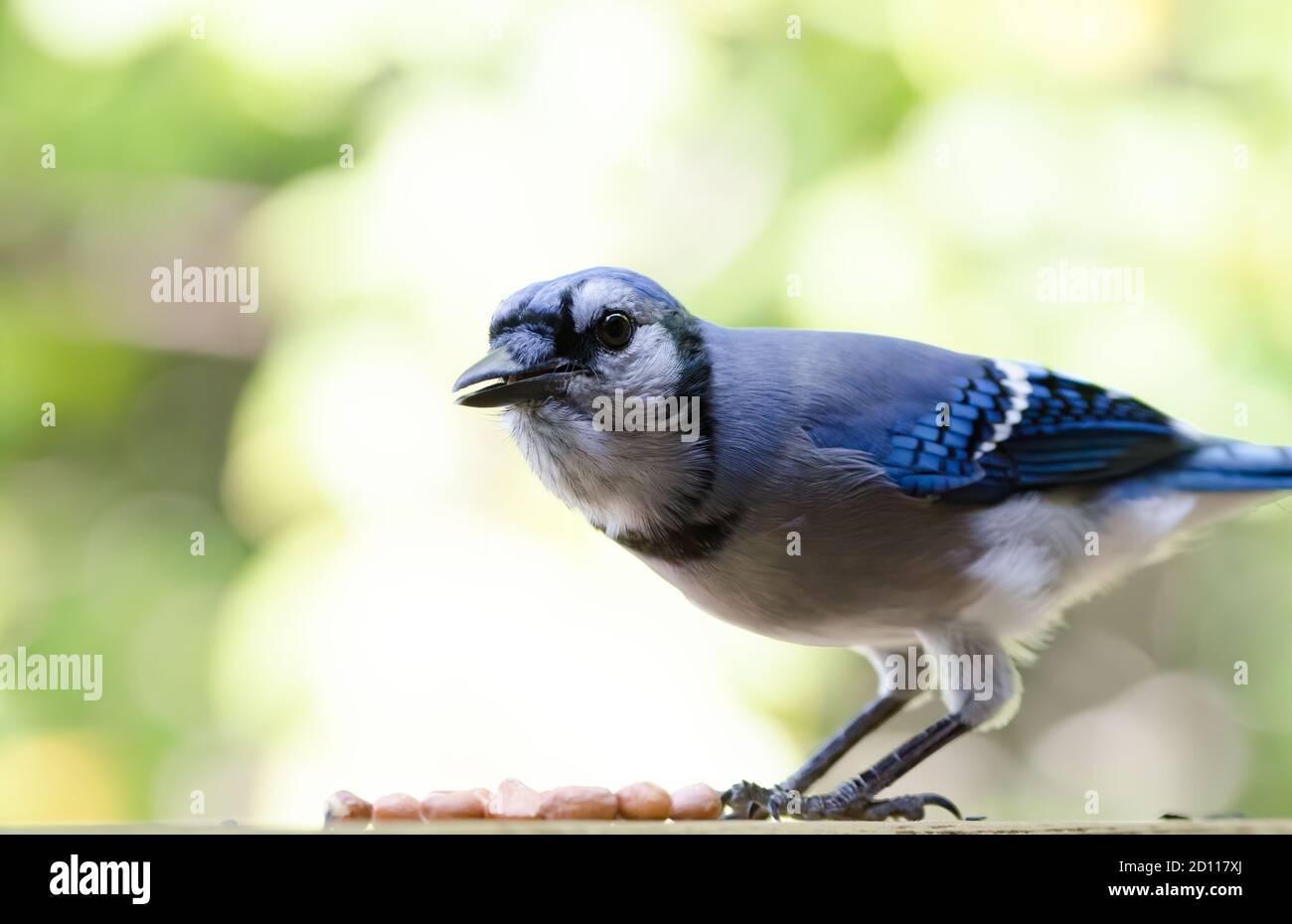 Blue Jay (Cyanocitta cristata) hunched over a small pile of peanuts. Jays love peanuts as they provide a lot of energy and are easy to cache for later Stock Photo