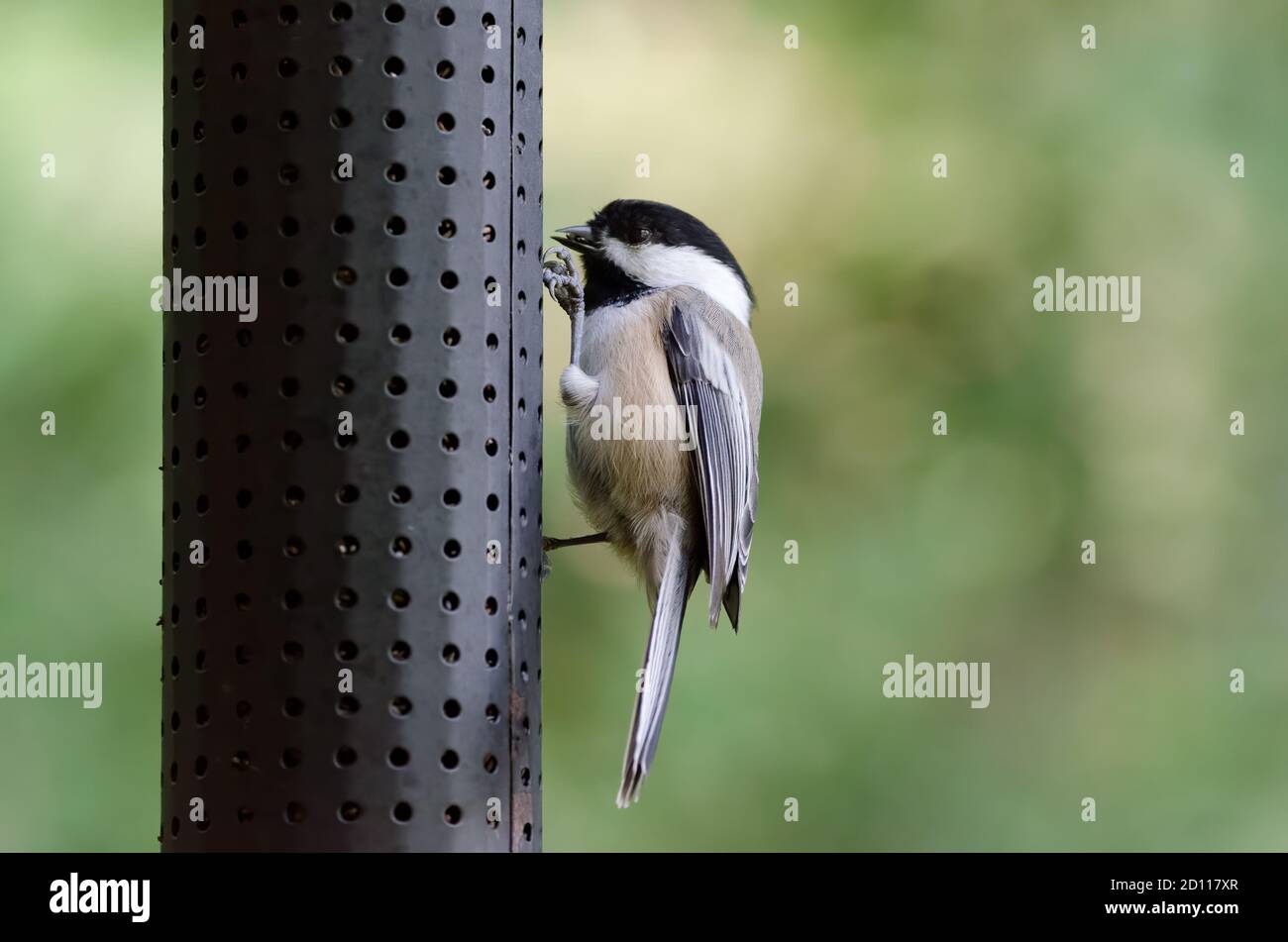 Black-capped Chickadee (Poecile atricapillus) eating niger seed from a backyard bird feeder Stock Photo