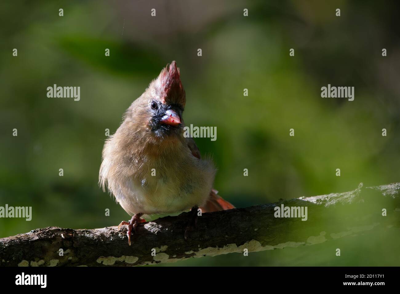 A female Northern Cardinal (Cardinalis cardinalis) This mid-sized songbird is commonly found in woodlands and gardens in eastern North America. Stock Photo