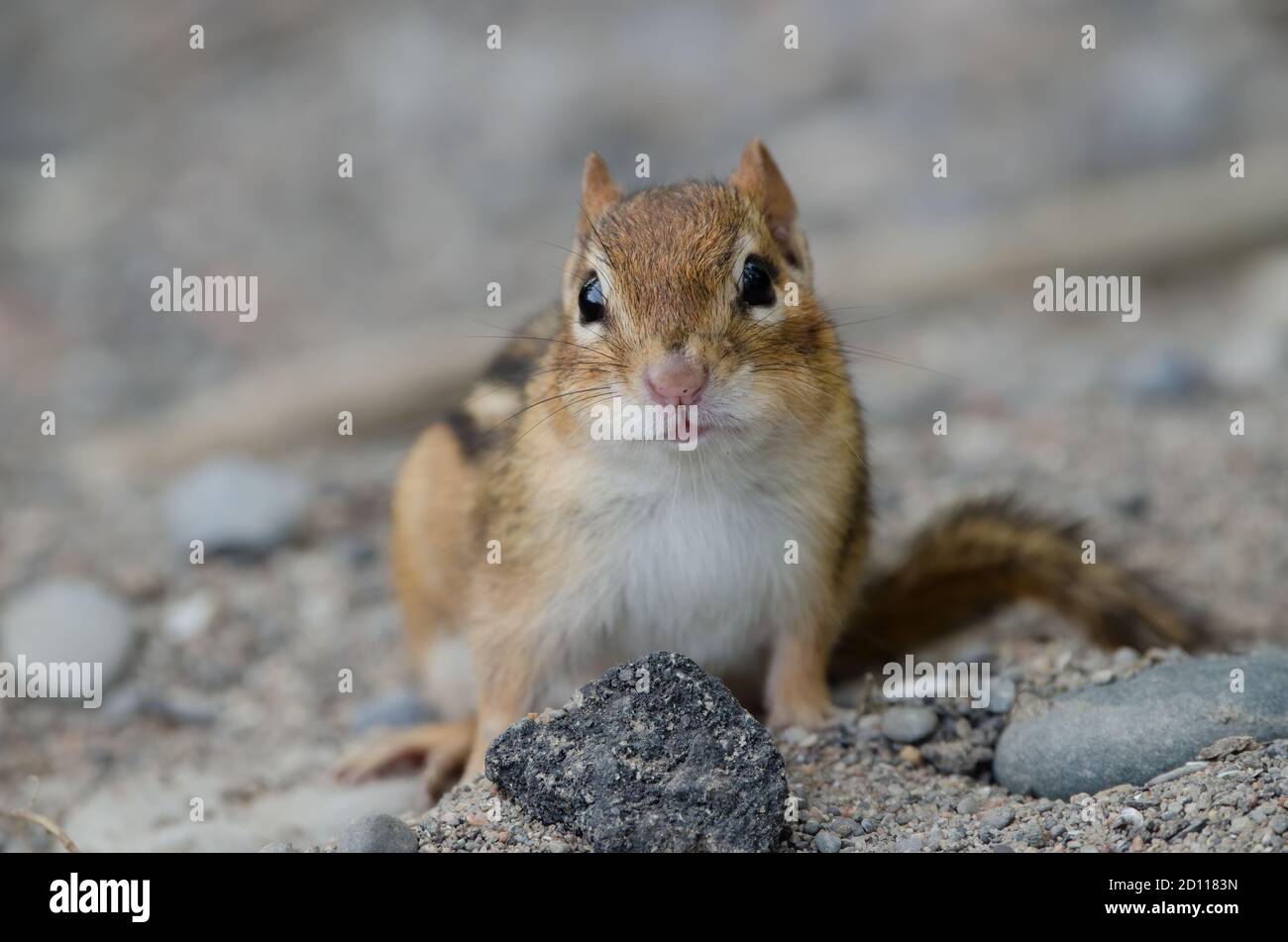 Eastern Chipmunk (Tamias striatus) looks into the camera. Photographed on a beach at the end of the Lake Ontario trail at Lynde Shores Conservation Ar Stock Photo