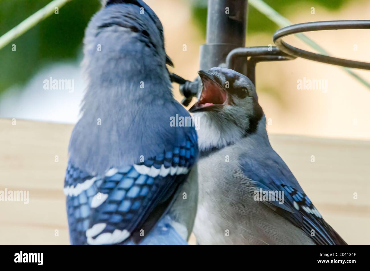 Two Blue Jays (Cyanocitta cristata) argue at a bird feeder Stock Photo