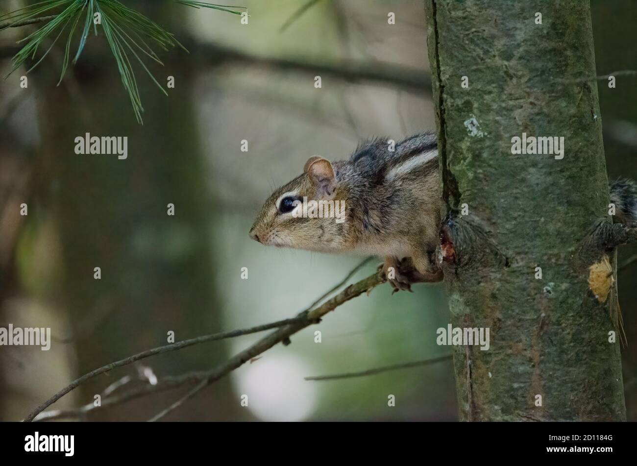 Eastern Chipmunks (Tamias striatus) are a common sight in parks and forests in eastern North America Stock Photo