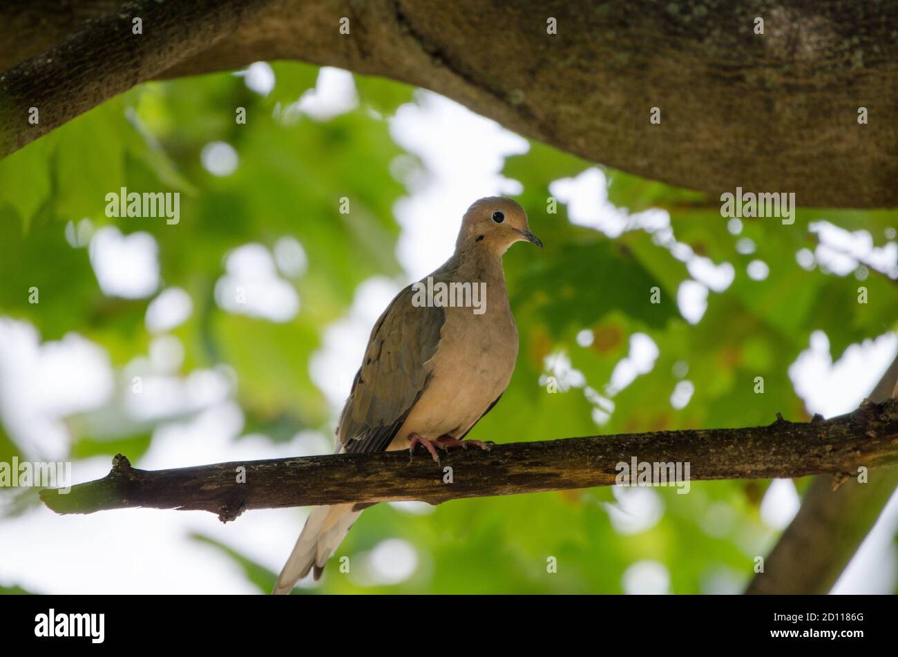 Mourning Dove (Zenaida macroura), also known as the rain dove, or turtle dove. It is one of hte most abundant and wide-spread birds of North America. Stock Photo