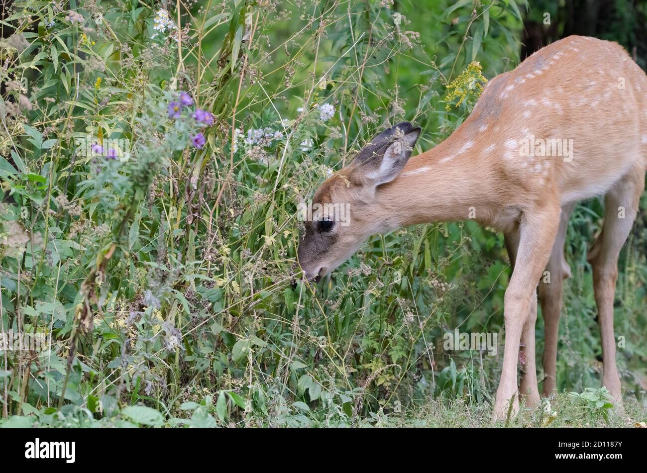 White-tailed Deer (Odocoileus virginianus), also known as Virginia Deer, fawn grazing on plants and flowers Stock Photo