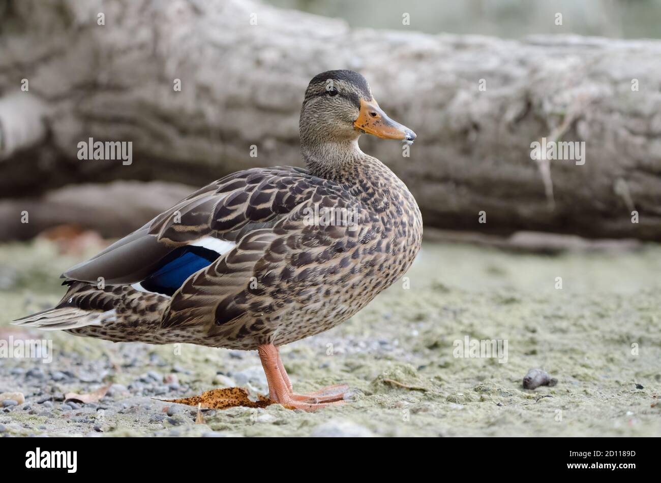 A female Mallard (Anas platyrhynchos). The mallard species is a main ancestor of many breeds of domesticated ducks. They are highly social birds and r Stock Photo