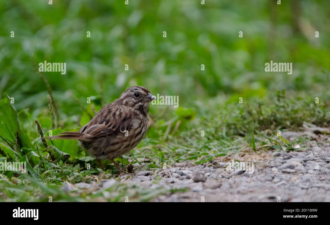 Song Sparrow (Melospiza melodia), one of the most abundant and adaptable species of native sparrows in North America Stock Photo