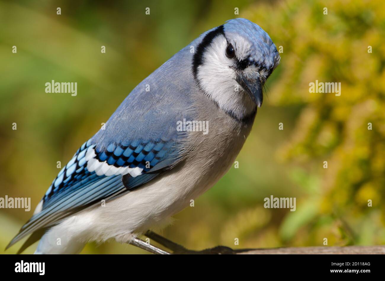 Blue Jay (Cyanocitta cristata) These colorful corvids are native to eastern North America and mainly feed on nuts and seeds, often caching food for wi Stock Photo