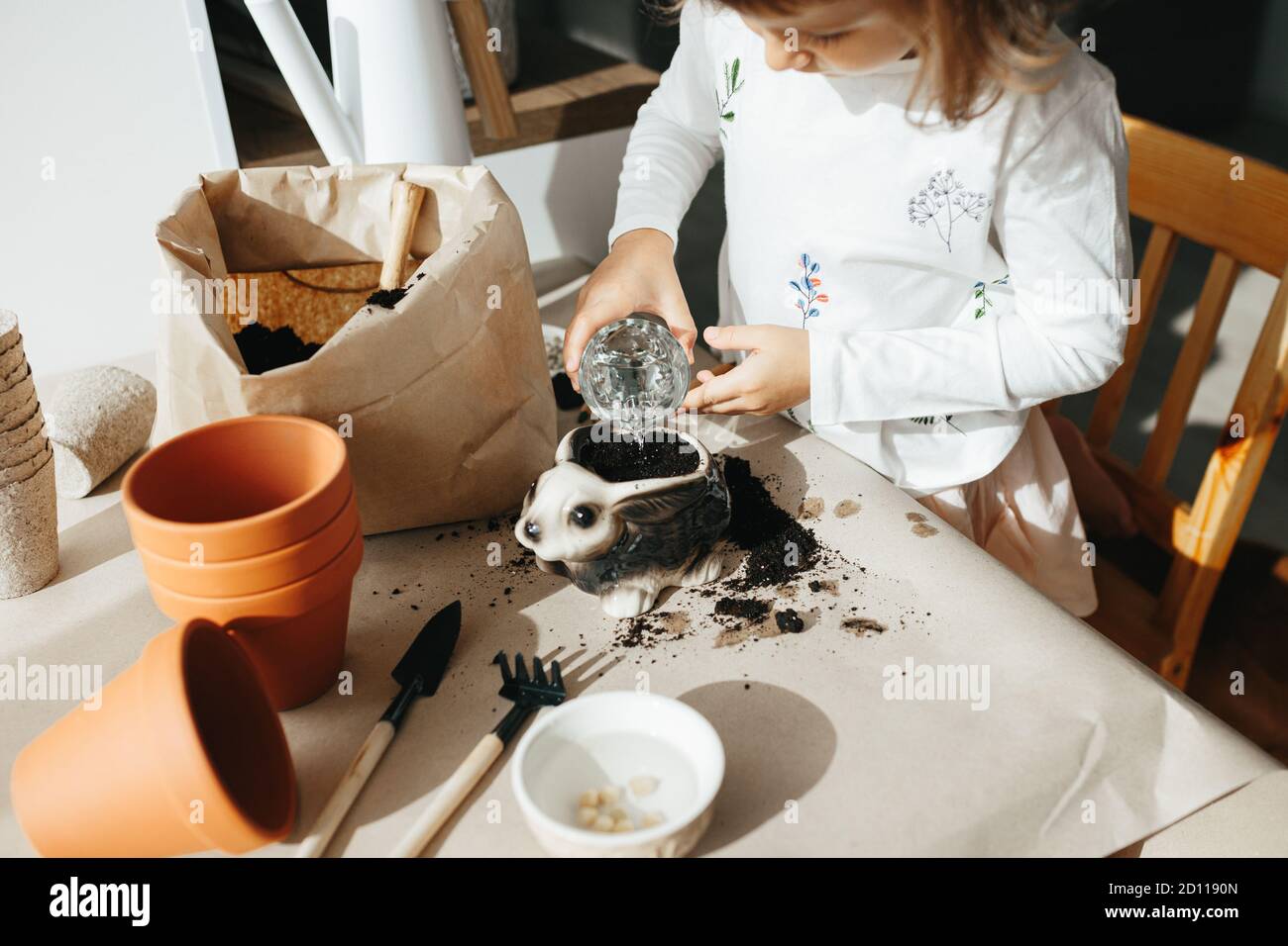 Kids science experiment - Child learning to grow peas seeds at home. Step by step instructions. Watering the soil with seeds Stock Photo