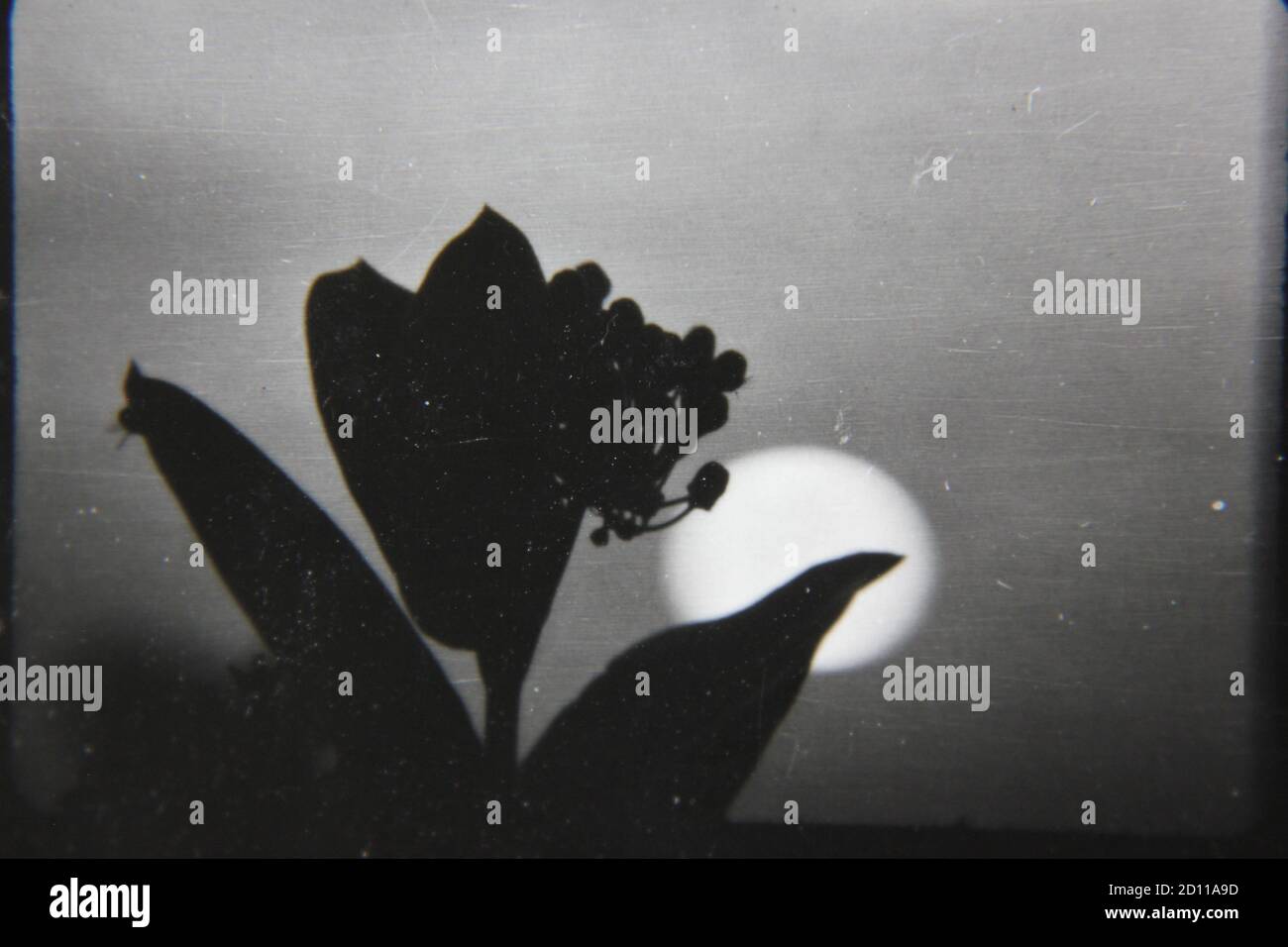 Fine 1970s vintage black and white photography of the sun setting behind a flower in full bloom. Stock Photo
