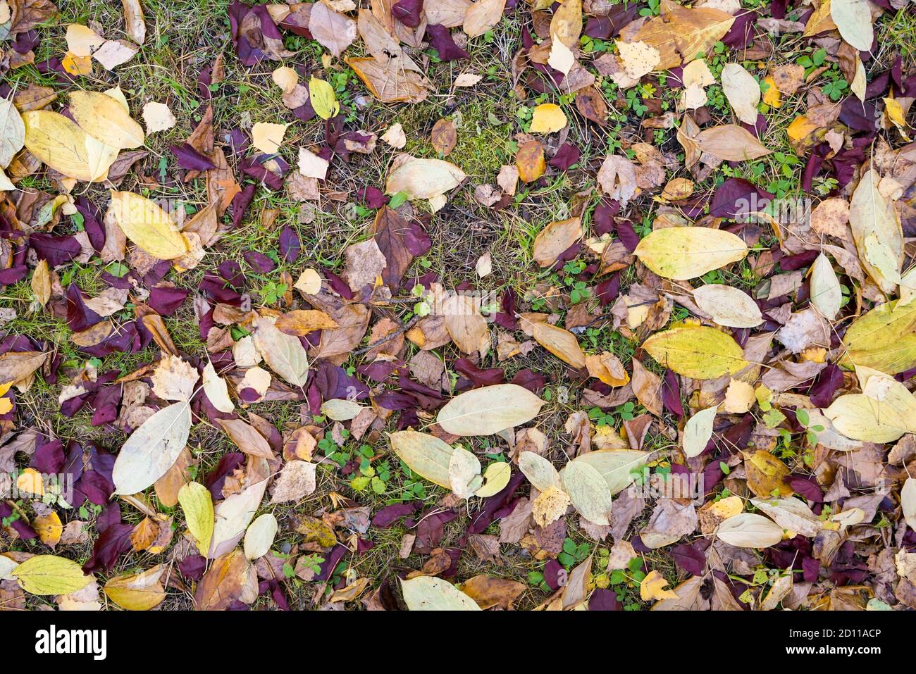 Autumn fallen leaves top view Stock Photo - Alamy