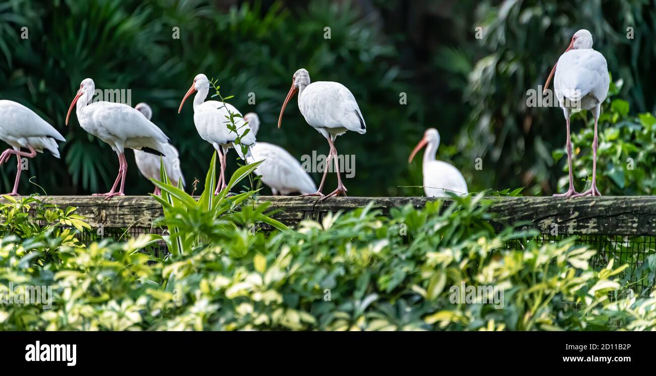 American white ibises at Busch Gardens Animal Connection in Tampa, Florida. (USA) Stock Photo