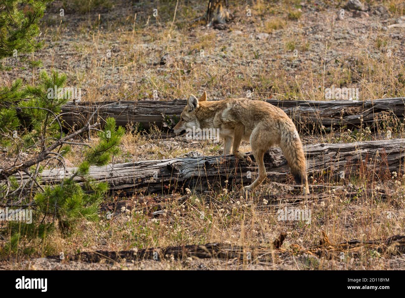 A coyote, Canis latrans, in Yellowstone National Park in Wyoming. Stock Photo