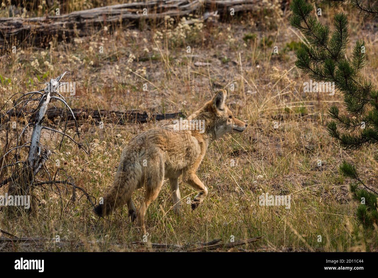 A coyote, Canis latrans, in Yellowstone National Park in Wyoming. Stock Photo