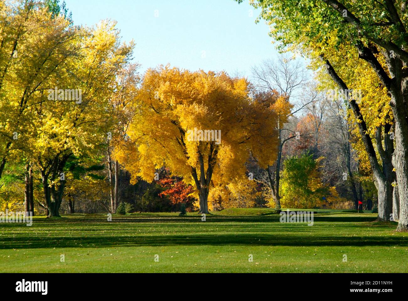 Golden yellow maple tree show full fall autumn colors in Michigan Stock